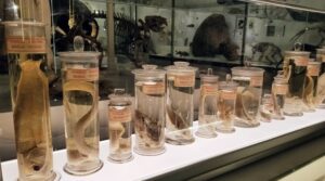 Darwin collection cambridge museum