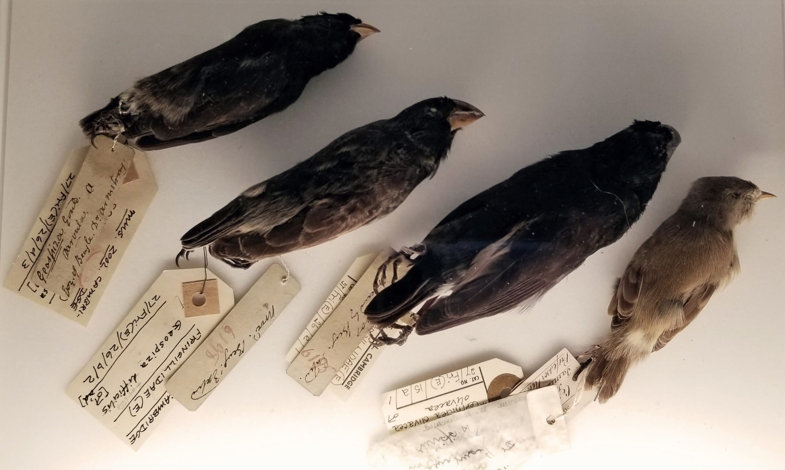 Pinzones recolectados por Darwin durante su viaje por las Islas Galápagos. En exposición en el Museo de Zoología de la Universidad de Cambridge.
